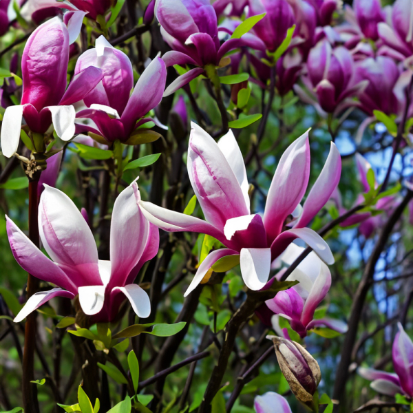 Magnolia - Nigra Magnolia - Nigra