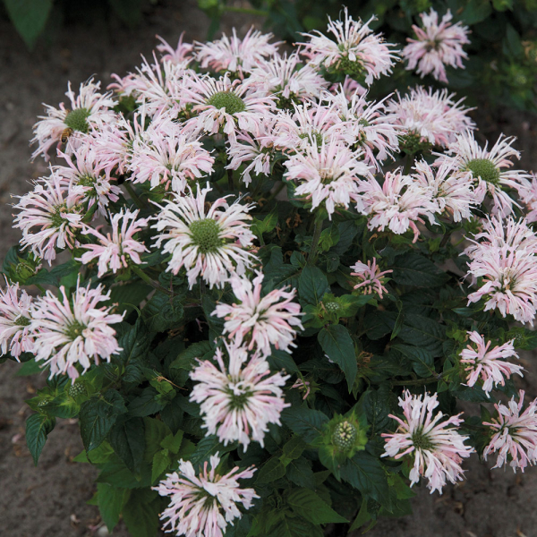 Monarda - Melua Appleblossom