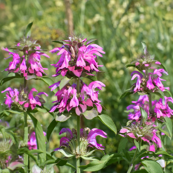 Monarda - Bergamo