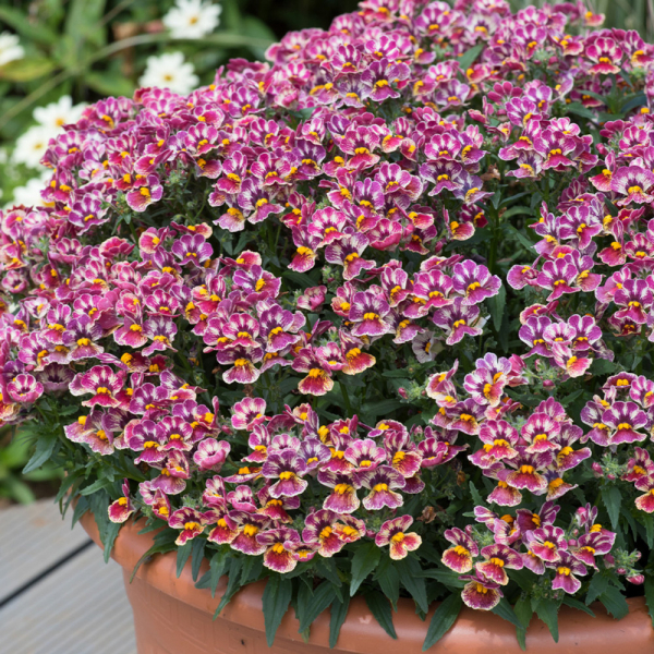 Erysimum - Spring Breeze Sunglow