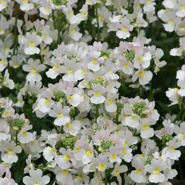 Nemesia - Wisley Vanilla