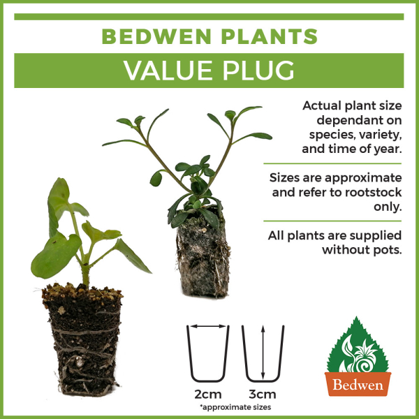 Bedwen Plants - Value Plug Information Bedwen Plants - Value Plug Information
