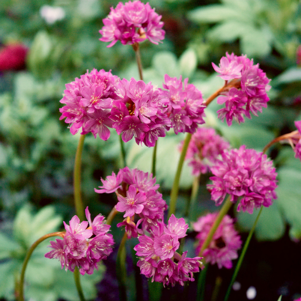 Armeria - Nifty Thrifty