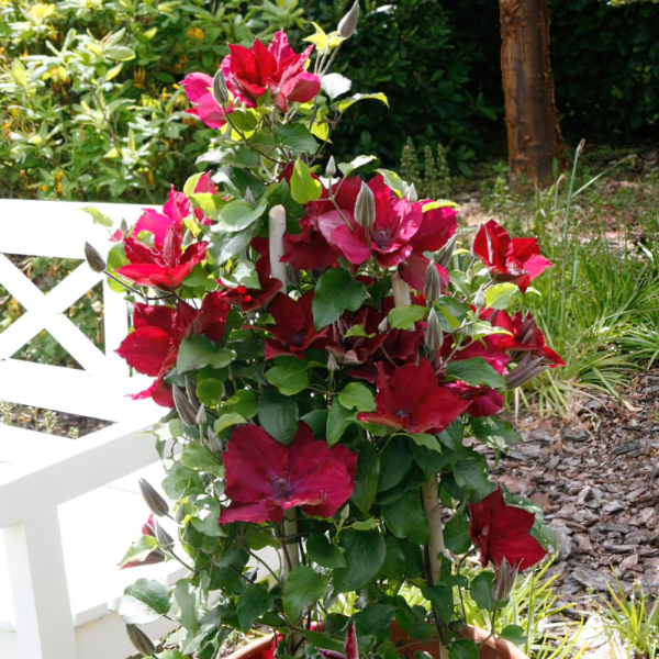Clematis - Boulevard Nubia