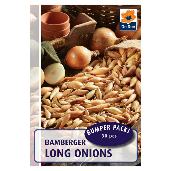 Onion - Bamberger Long Onion - Bamberger Long