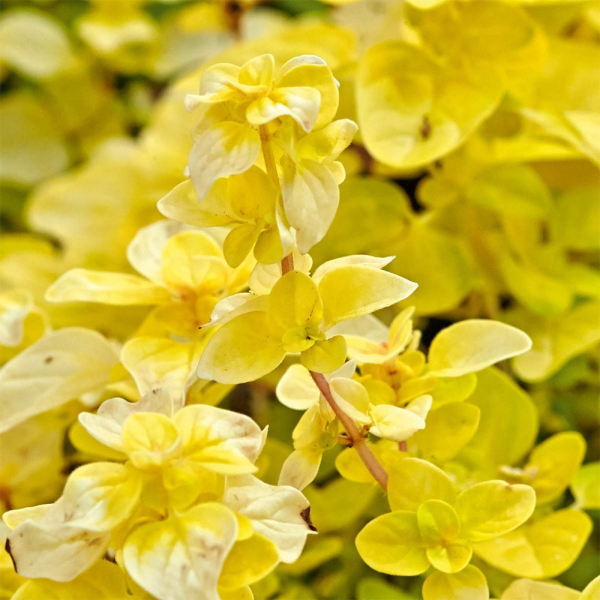 Oregano 'Gold Nugget' Oregano 'Gold Nugget'