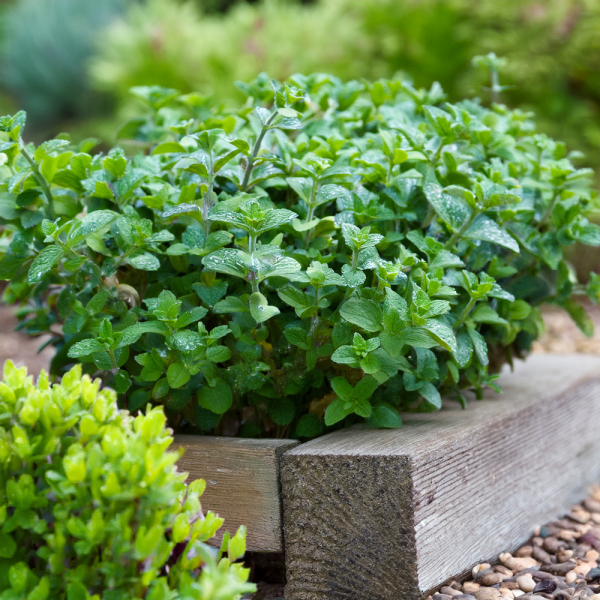 Oregano - Common