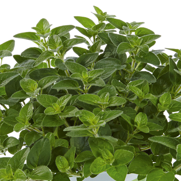 Oregano - Margeritha