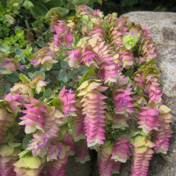 Oregano - Kent Beauty