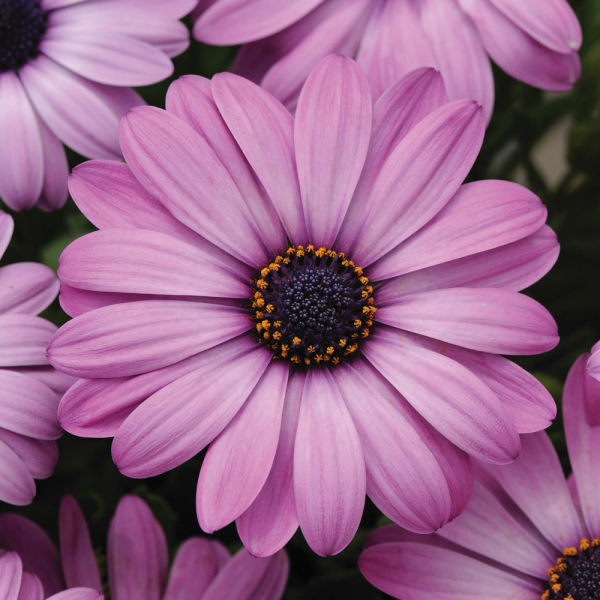 Osteospermum - Akila Lavender Shades