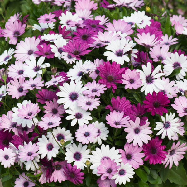 Osteospermum - Berries and Cream Mix