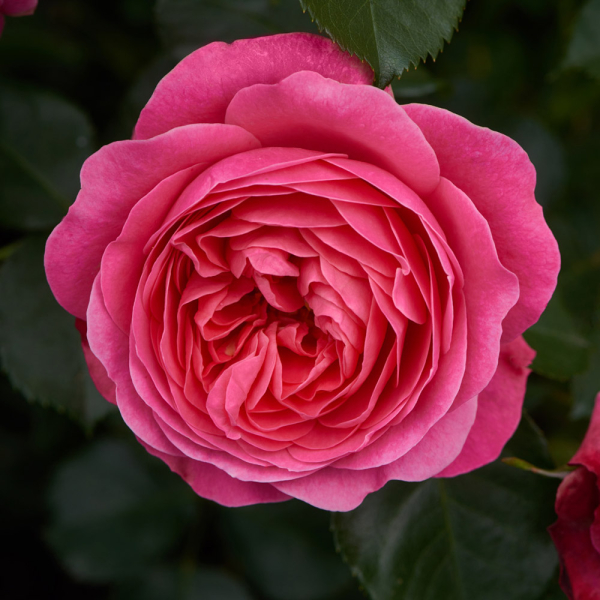 Rose - Palace Bernstorff