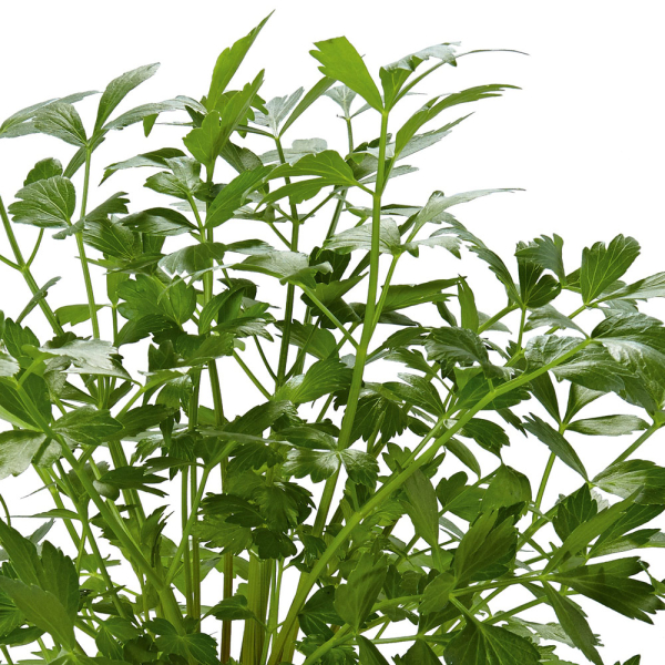 Parsley - Gigante De Napoli