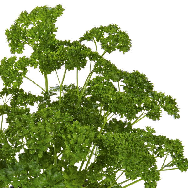 Parsley - Grandeur Mooskrause 2