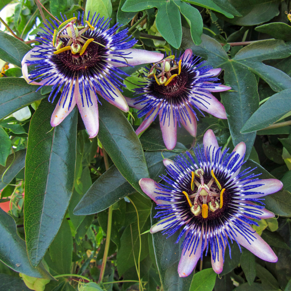 Passiflora - Damsel's Delight