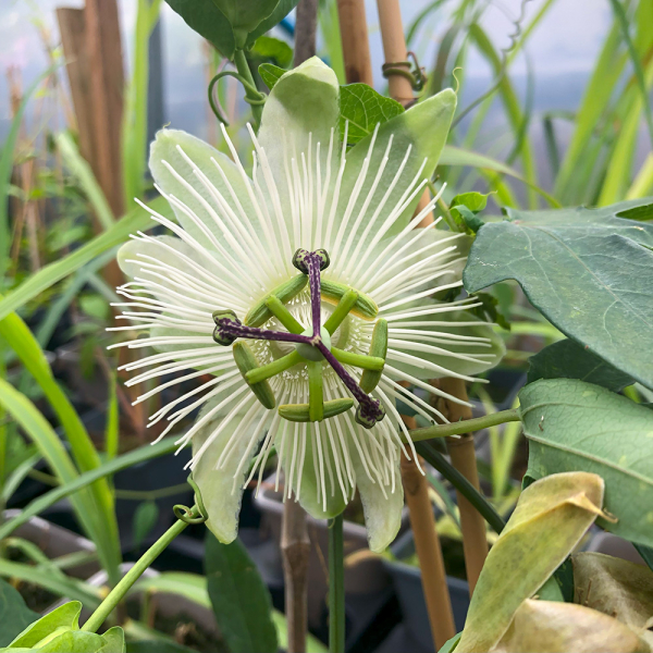 Passiflora - Snow Queen