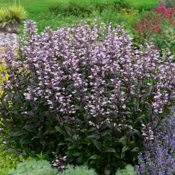 Penstemon - Dark Towers