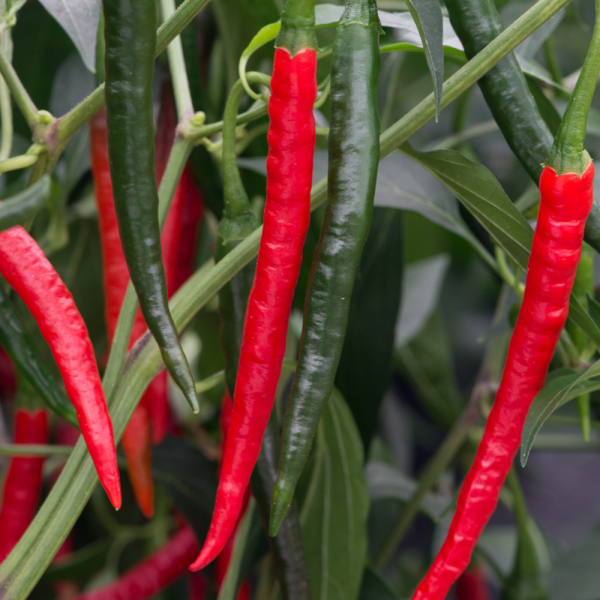 Chilli Pepper - Chiang Rai