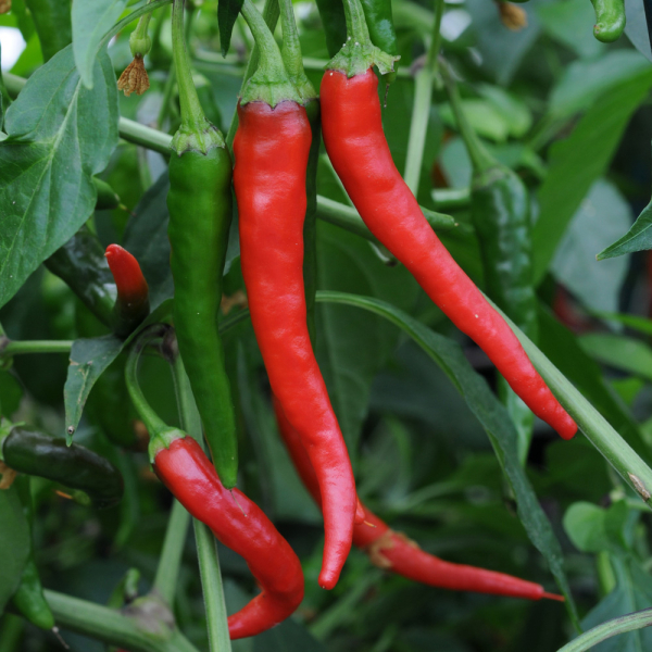 Chilli Pepper - Cayenne Chilli Pepper - Cayenne
