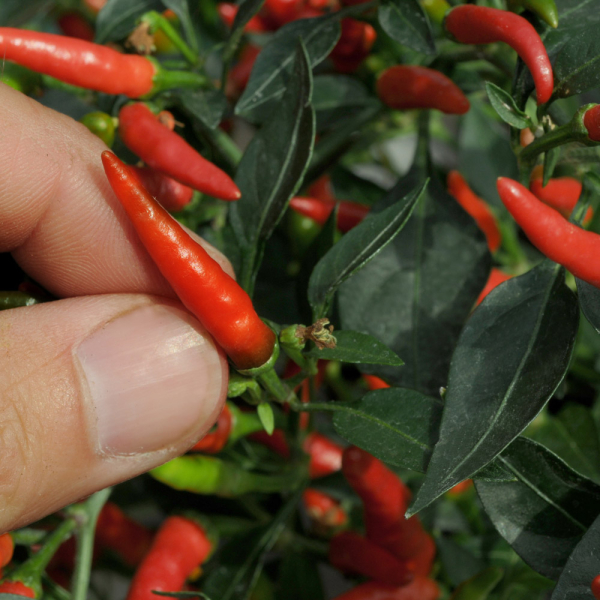 Chilli Pepper - Demon Red