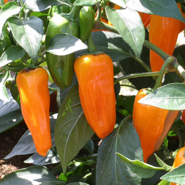 Chilli Pepper - Orange Spice