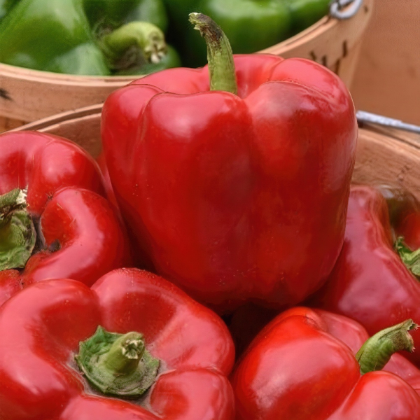 Sweet Pepper - Paragon