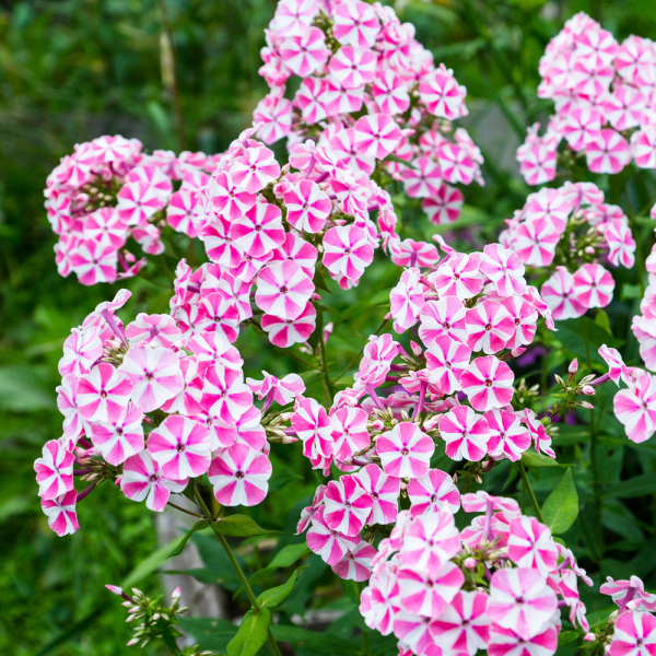 Garden Phlox - Natascha Garden Phlox - Natascha