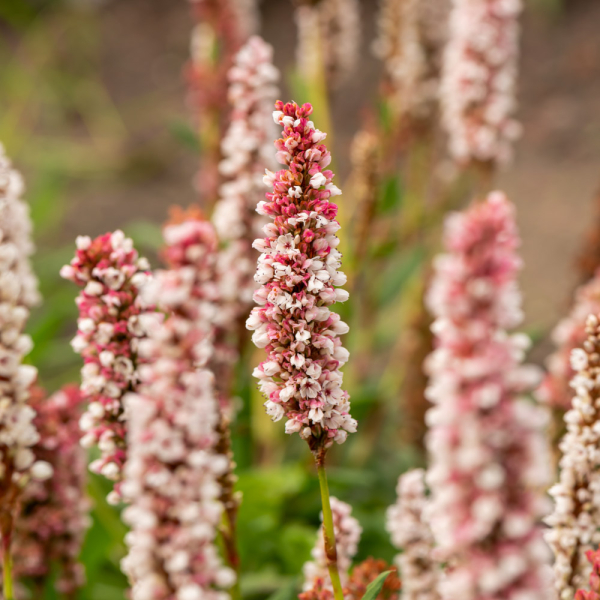 Persicaria - Darjeeling Red Persicaria - Darjeeling Red