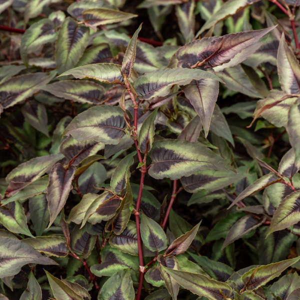 Persicaria - Red Dragon Persicaria - Red Dragon