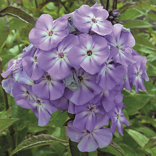 Garden Phlox - Blue Boy Garden Phlox - Blue Boy