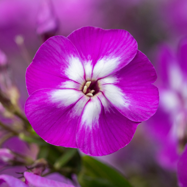 Garden Phlox - Laura