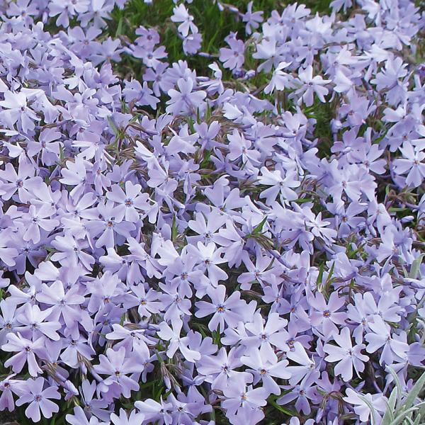 Phlox - Emerald Cushion Blue Phlox - Emerald Cushion Blue
