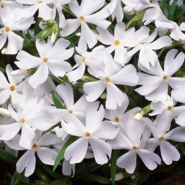 Pholx - White Delight Pholx - White Delight