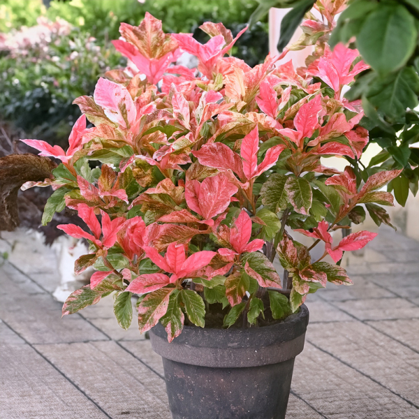 Photinia - Pink Crispy