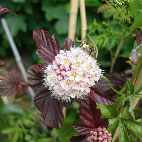 Physocarpus - Lady in Red