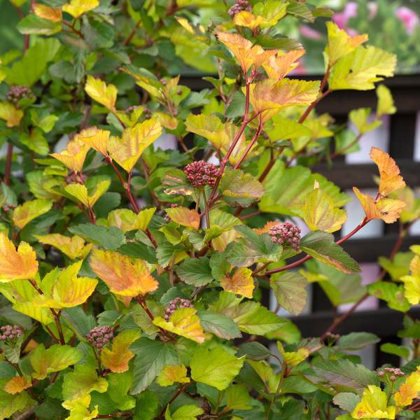 Physocarpus - Magic Ball