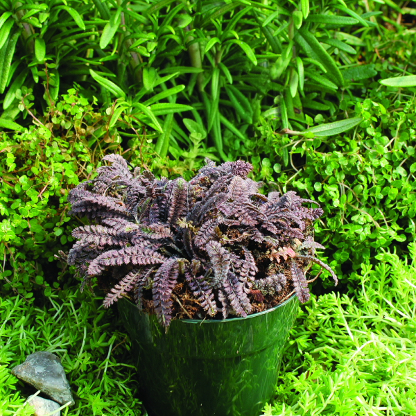 Leptinella - Platts Black