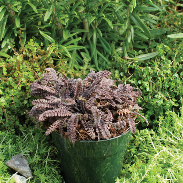 Leptinella - Platts Black