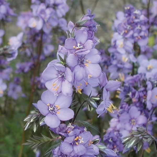 Polemonium - Purple Rain