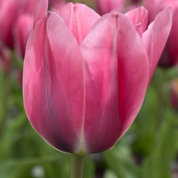 Tulip - Pretty Love Tulip - Pretty Love