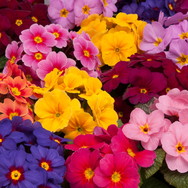 Primrose - Delia Mix Primrose - Delia Mix