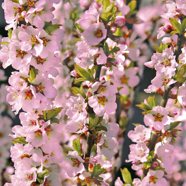 Prunus - Okame