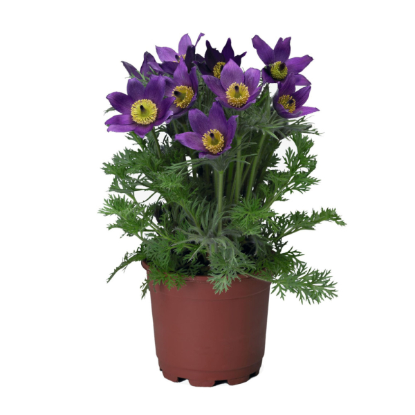 Pulsatilla - Pulsar Violet Shades Pulsatilla - Pulsar Violet Shades