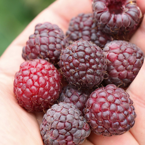 Raspberry - Summer Lovers Garden Purple.