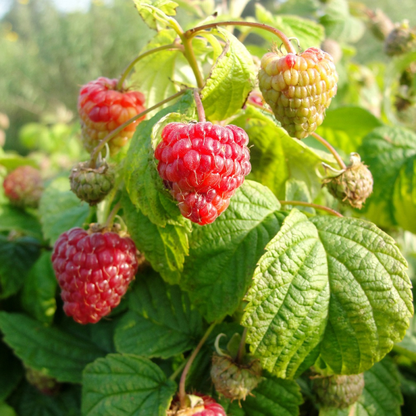 Raspberry - Tulameen