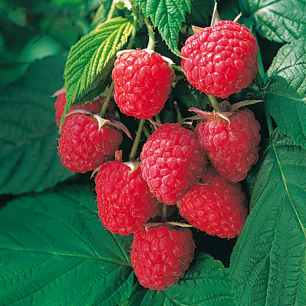 Raspberry - Autumn Bliss