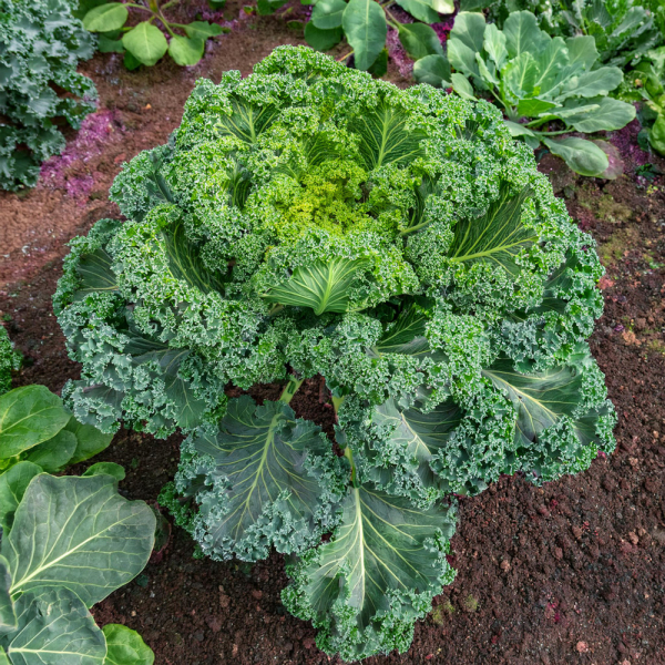 Kale - Reflex