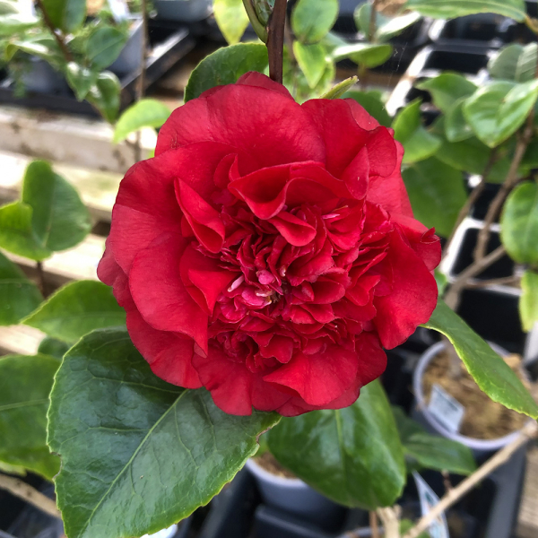 Camellia - Ruby Wedding