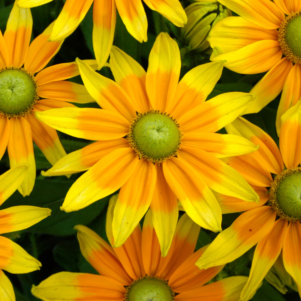 Rudbeckia (Black Eyed Susan) - Prairie Sun