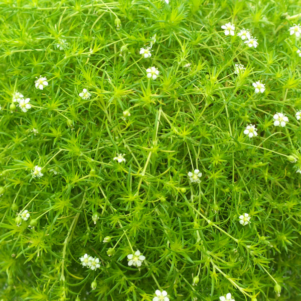 Sagina - Moss Lime Sagina - Moss Lime